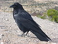 Raaf (Corvus corax)