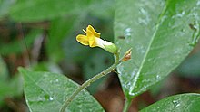 Cranocarpus mezii