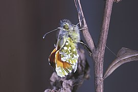 Les ailes encore chiffonnées, un imago mâle va s'exposer pour le séchage et le durcissement des ailes.