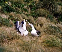 Pair of southern royal albatrosses