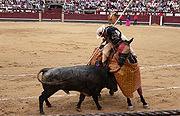 Bullfighting horse wearing eye protection