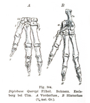 Illustrations of the front foot (A) and hind foot (B) of Diplobune quercyi