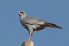 Eastern chanting goshawk (Melierax poliopterus)