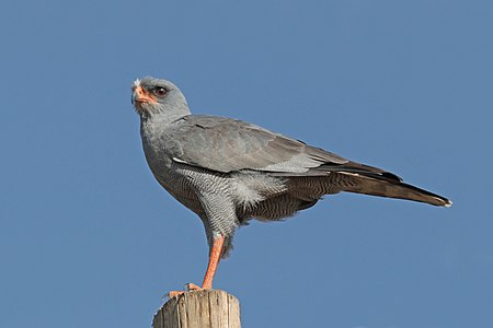 Eastern chanting goshawk, by Charlesjsharp