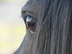 Gros plan sur l'œil d'un cheval noir, vu de profil.