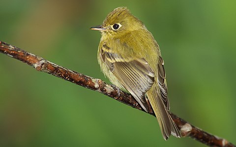 Yellowish flycatcher, by Mdf