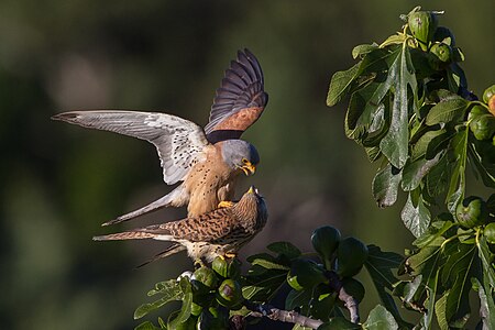 Mating lesser kestrels, by Kookaburra 81