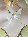 Actias neidhoeferi, un saturniidae vivant à Taïwan.