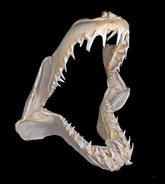 Mako shark jaw