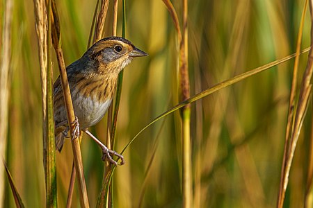 Nelson's sparrow, by Remydee1