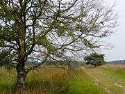 Wierdense Veld (Hortmeerweg)