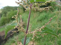 Fleurs mâles.