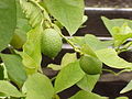 Citrons verts (Citrus aurantiifolia).