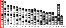 Chromosome 1 (mouse)