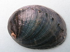 Haliotis cracherodii