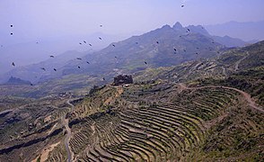 Terraces