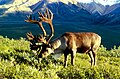 Caribou