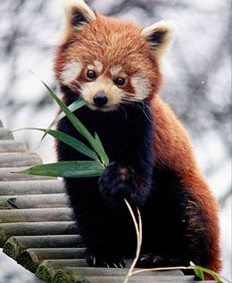 Mažoji panda (Ailurus fulgens)