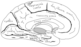 {Mediaal aanzicht van de linkergrotehersenhelft met de gyrus fusiformis (in afbeelding als fusiform gyrus) onderaan.