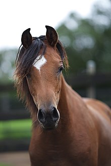 Tête d'un cheval marron avec une crinière noire.