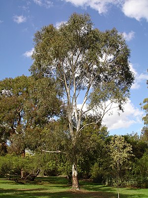 Eucalyptus scoparia