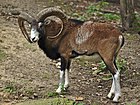 Mouflon méditerranéen