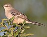 Northern Mockingbird