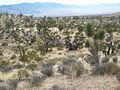 Joshua trees (Yucca brevifolia), growing in the Mojave Desert