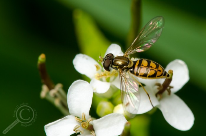 Toxomerus marginatus (Syrphidae)