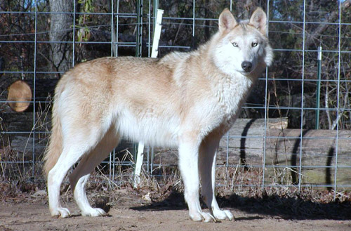 Tundra Wolf