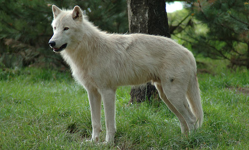 Arctic Wolf