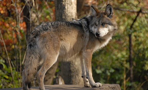 Mexican Wolf