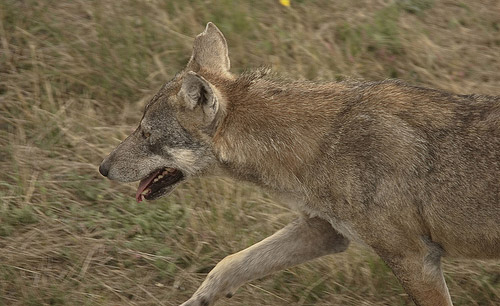 Italian Wolf