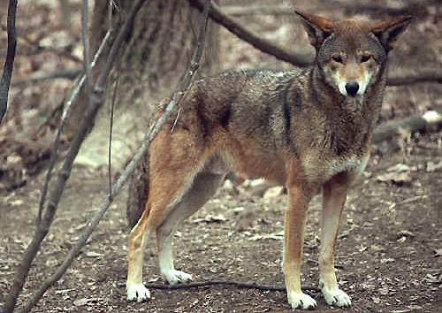 Red Wolf