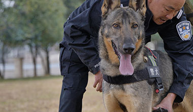 从“小奶狗”到威猛警犬 “幺幺零”养成记