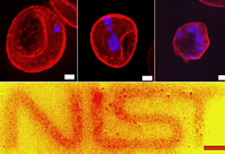 Human red blood cells, in which membrane proteins are targeted and labeled with quantum dots, reveal the clustering behavior of the proteins. The number of purple features, which indicate the nuclei of malaria parasites, increases as malaria development progresses. The NIST logo at bottom was made by a photo lithography technique on a thin film of quantum dots, taking advantage of the property that clustered dots exhibit increased photoluminescence. (White bars: 1 &mu;m; red: 10 &mu;m.)

Credit: H. Kang / NIST and F. Tokumasu / NIAID

Click for larger image.