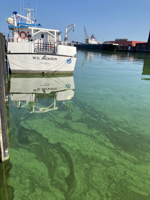 Summer Blooms Trouble Great Lakes Estuaries
Dear AGU,
A cocktail of blooms made up of potentially toxin-producing cyanobacteria (Microcystis sp. and Dolichospermum sp.) has now proliferated for over 2 weeks in Muskegon Lake, Michigan – a Great Lakes...