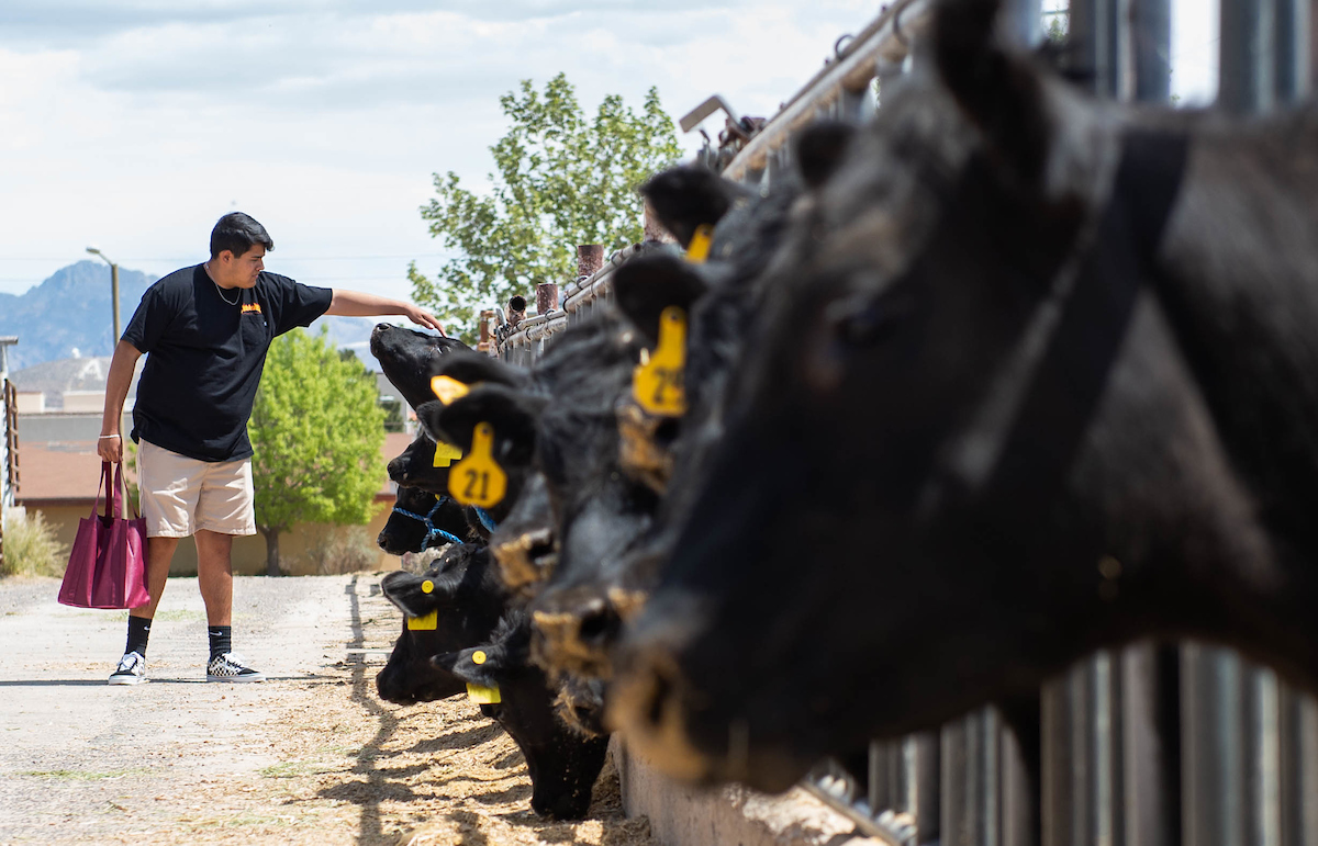 Man petting cows at open house