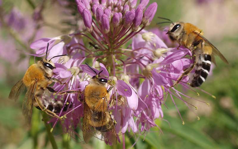 bees on flowers