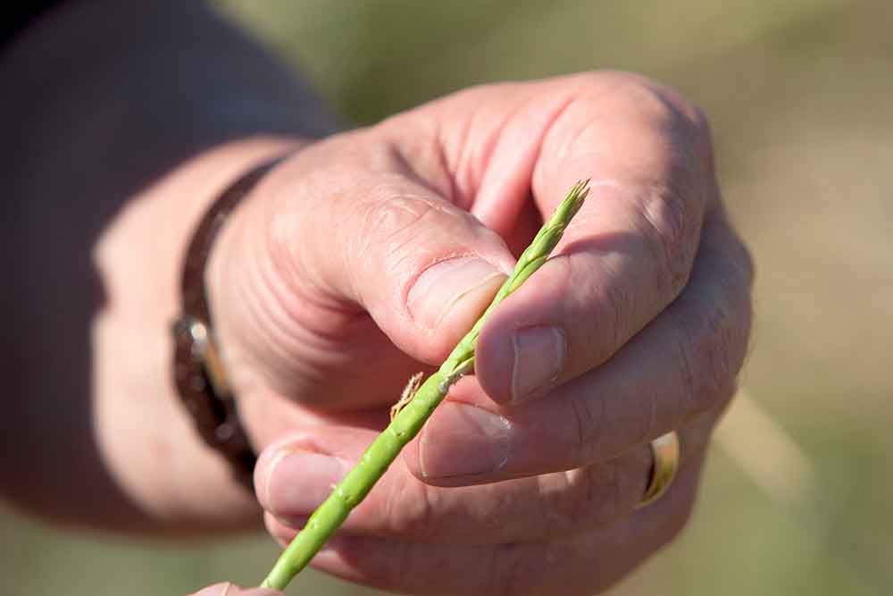 Hand holding a crop