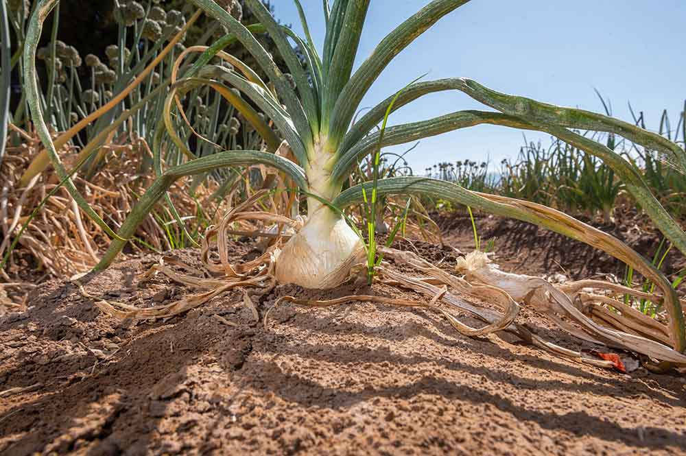 Onion in a field 