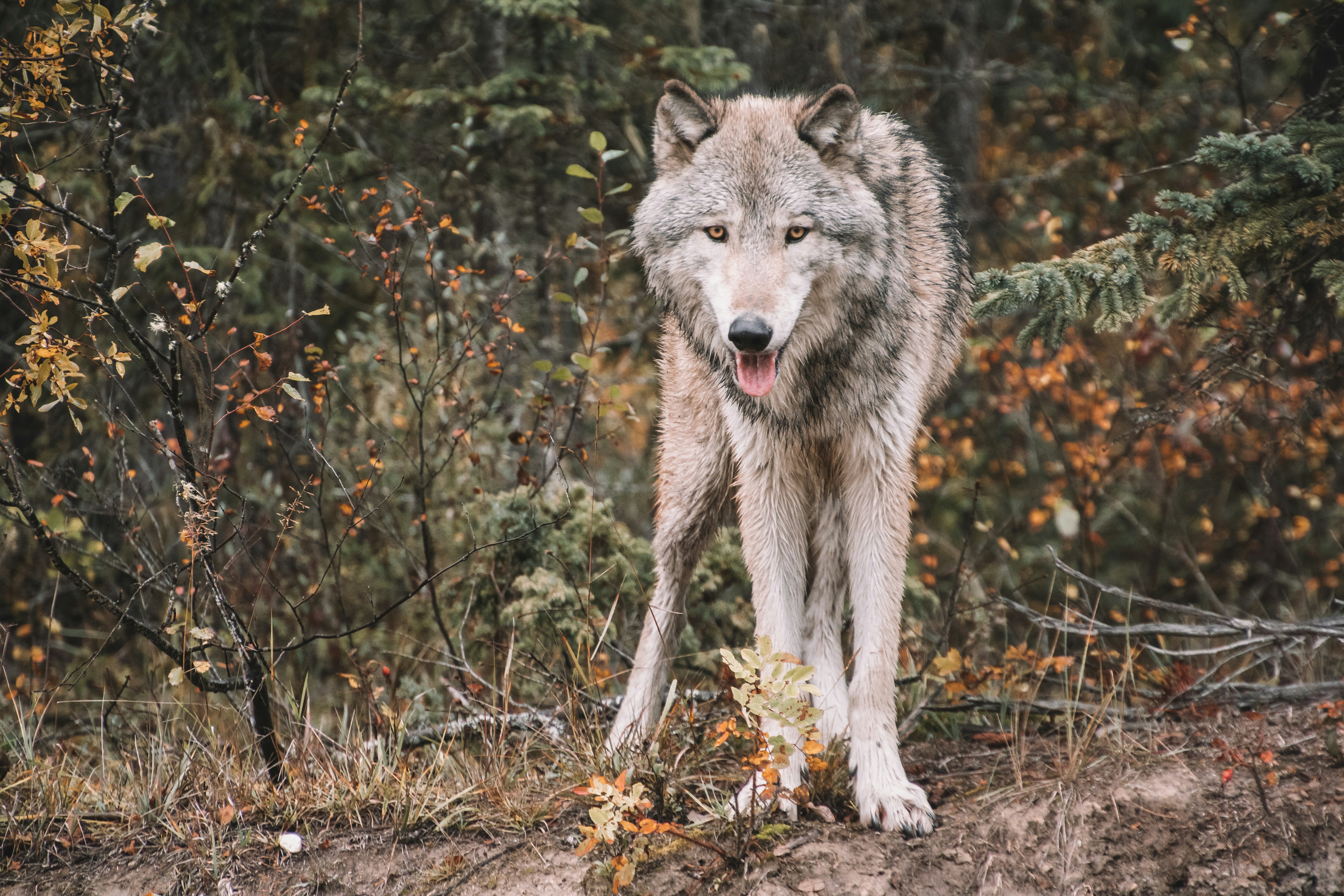 A wolf stands in the woods