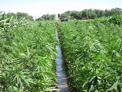 hemp irrigation