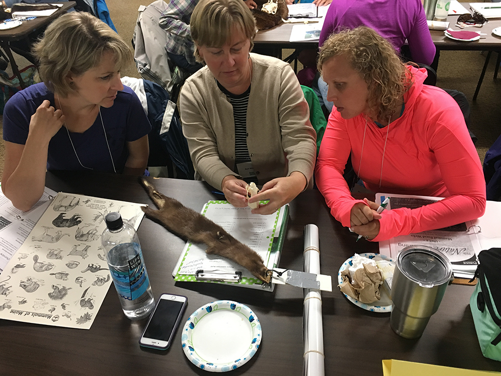 Nature of Teaching workshop, teachers looking at animal pelt.