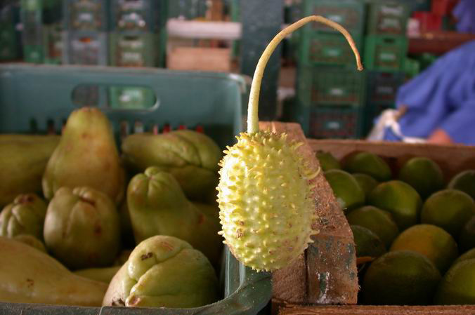 Maxixe, (ma-shee-shee) a vegetable popular in Brazil. Photo courtesy of WorldCrops.Org.