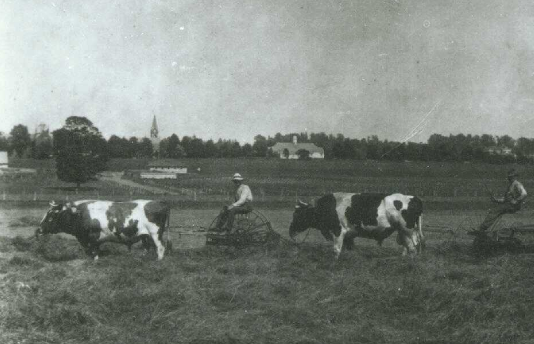 Haying on Campus, 1918