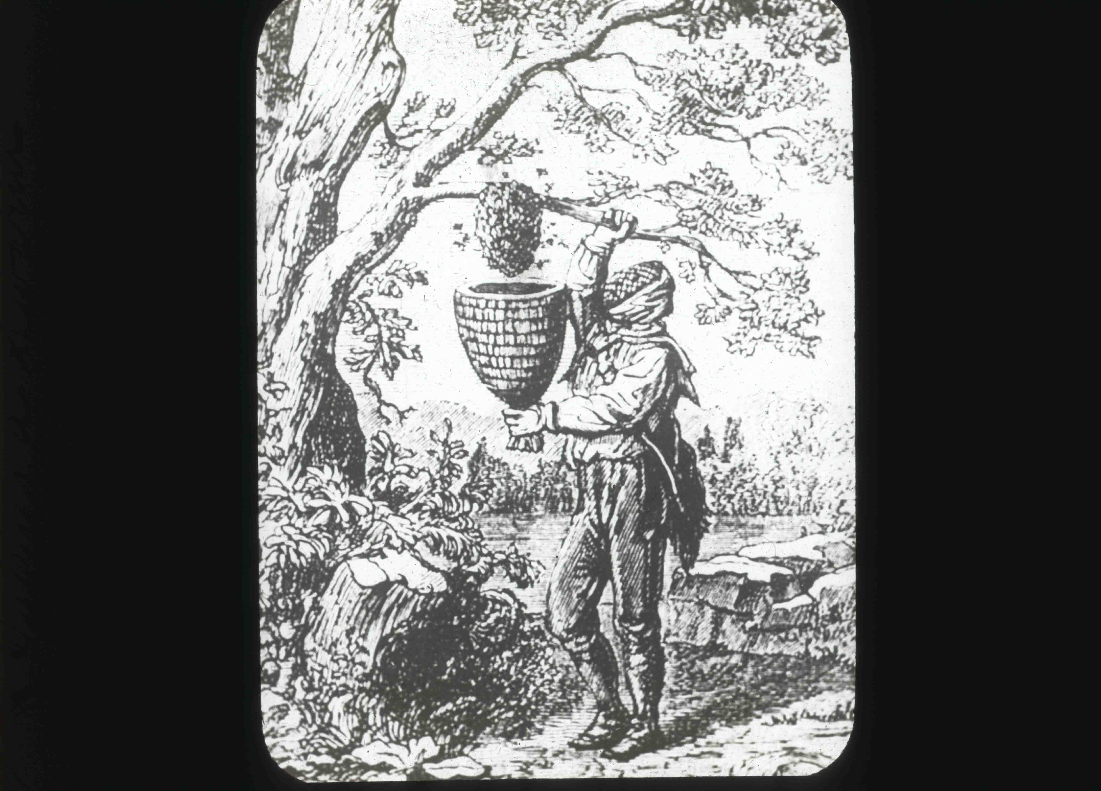 "Taking a Swarm" antique glass lantern slide