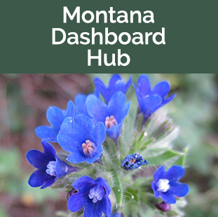 Montana Dashboard Hub - Common Bugloss flowers