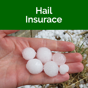 Hand holding hail stones