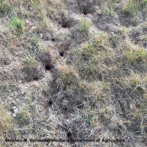 Prairie Vole ground damage